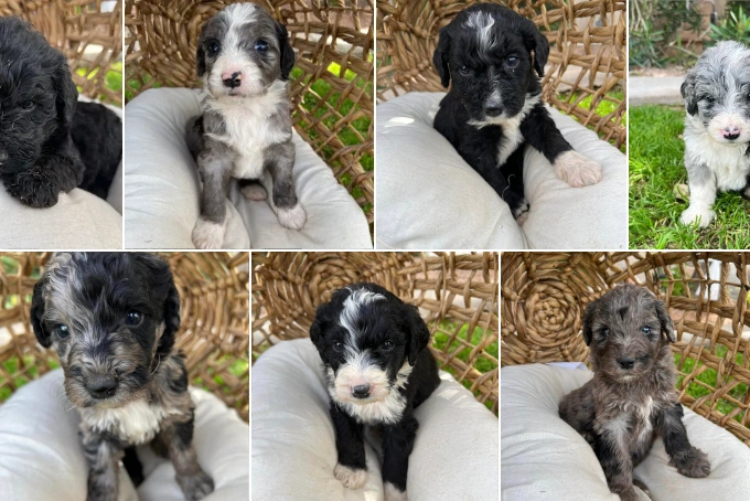 Bernedoodle puppies collage